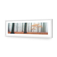 Misty Autumn Forest