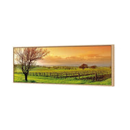 Vineyard Landscape