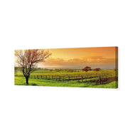 Vineyard Landscape