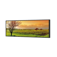 Vineyard Landscape