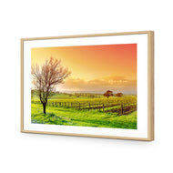 Vineyard Landscape