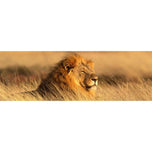 Lion in Grass
