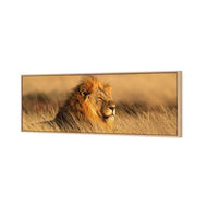 Lion in Grass