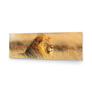 Lion in Grass