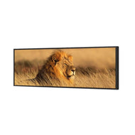 Lion in Grass