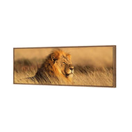 Lion in Grass