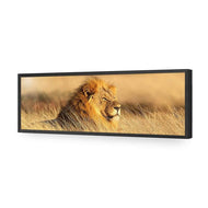 Lion in Grass