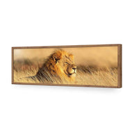 Lion in Grass
