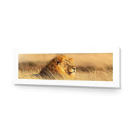 Lion in Grass