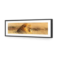 Lion in Grass