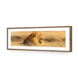 Lion in Grass