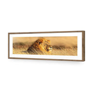 Lion in Grass