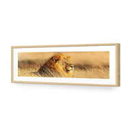 Lion in Grass