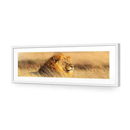 Lion in Grass