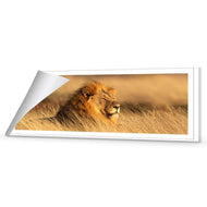 Lion in Grass