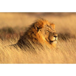Lion in Grass