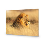 Lion in Grass