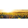 Sunflowers at Sunset