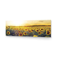 Sunflowers at Sunset