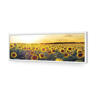 Sunflowers at Sunset