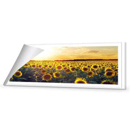 Sunflowers at Sunset