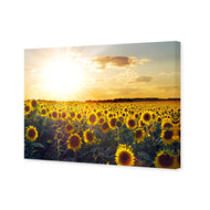 Sunflowers at Sunset