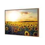 Sunflowers at Sunset