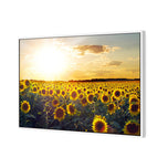 Sunflowers at Sunset