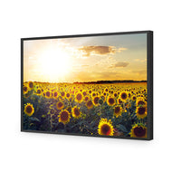 Sunflowers at Sunset