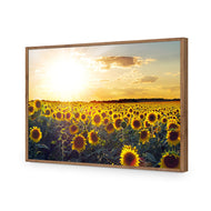 Sunflowers at Sunset