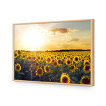 Sunflowers at Sunset
