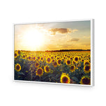 Sunflowers at Sunset