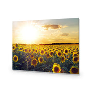 Sunflowers at Sunset