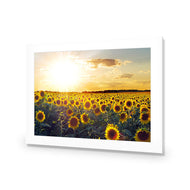 Sunflowers at Sunset