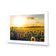 Sunflowers at Sunset
