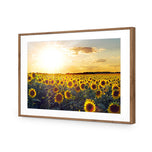 Sunflowers at Sunset
