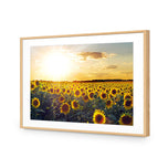 Sunflowers at Sunset
