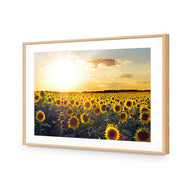 Sunflowers at Sunset