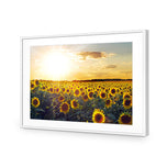 Sunflowers at Sunset