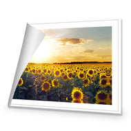 Sunflowers at Sunset