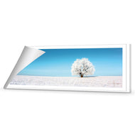 Lonely Snow Tree