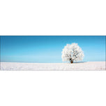 Lonely Snow Tree