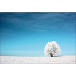 Lonely Snow Tree