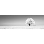 Lonely Snow Tree , B&W