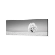 Lonely Snow Tree , B&W