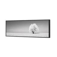 Lonely Snow Tree , B&W