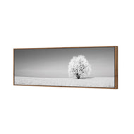 Lonely Snow Tree , B&W