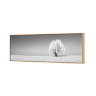 Lonely Snow Tree , B&W