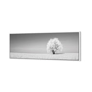 Lonely Snow Tree , B&W