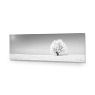 Lonely Snow Tree , B&W